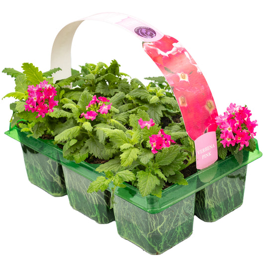 Verbena Candy Pink Basket Plants