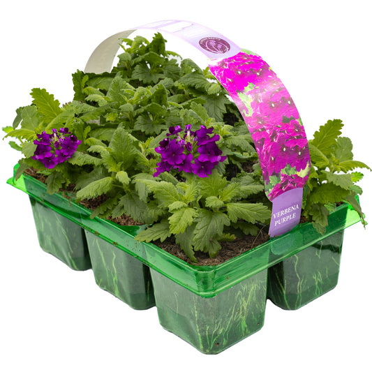 Verbena Purple Velvet Basket Plants