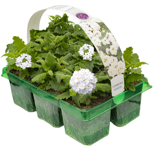 Verbena White Basket Plants