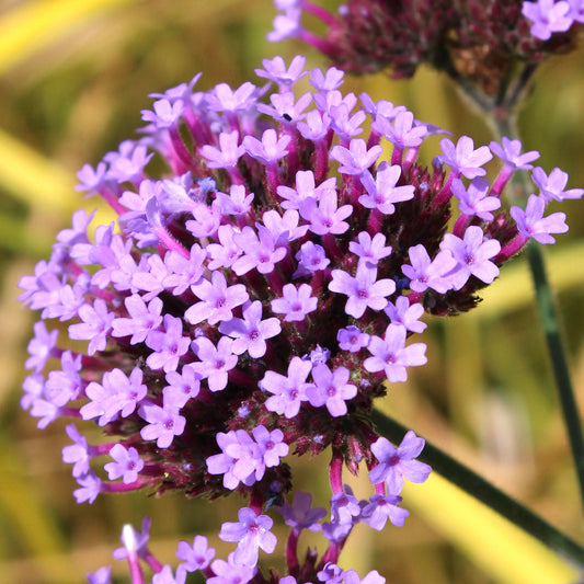 Verbena bonariensis