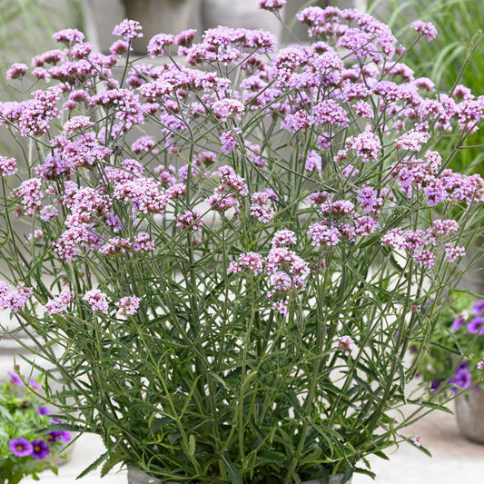 Verbena 'Lollipop'