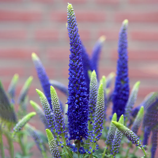 Veronica 'First Glory'