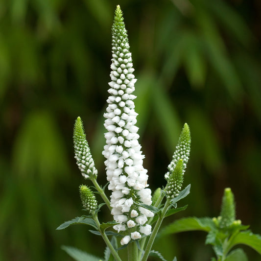 Veronica 'First Lady'