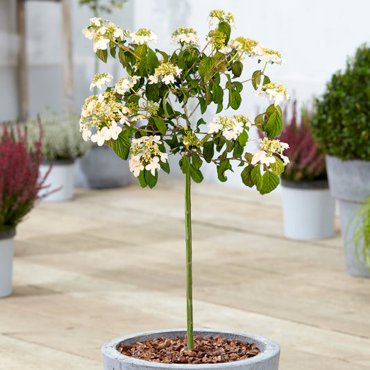 Viburnum 'Watanabe' Patio Tree