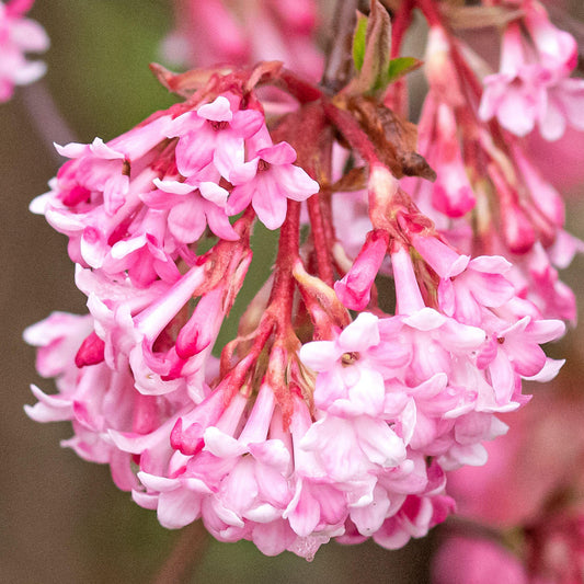 Viburnum 'Charles Lamont'