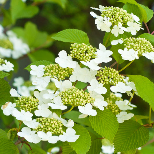 Viburnum 'Kilimanjaro Sunrise'