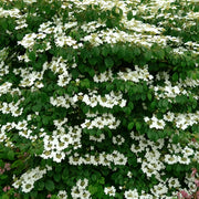 Viburnum 'Mariesii'