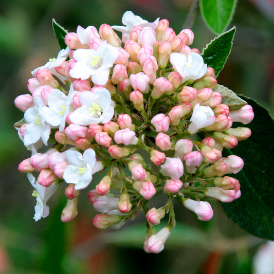 Viburnum 'Park Farm Hybrid'