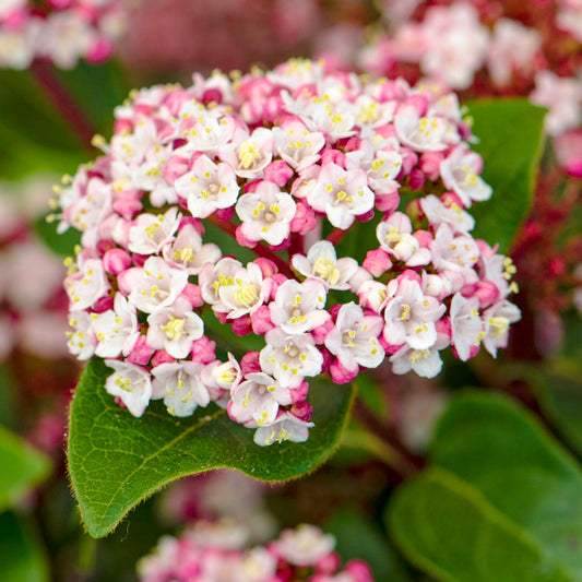 Viburnum 'Lisarose'