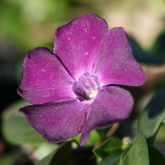 Vinca 'Atropurpurea'