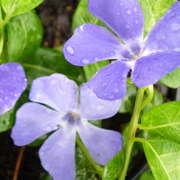 Vinca 'Bowles's Variety'