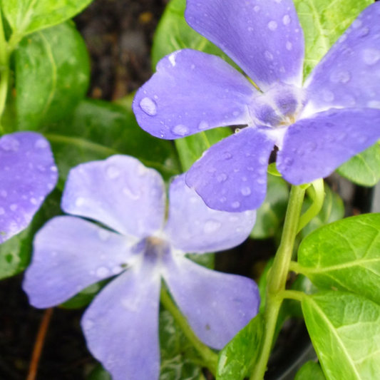 Vinca 'Bowles's Variety'