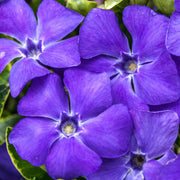 Vinca 'Ralph Shugert'