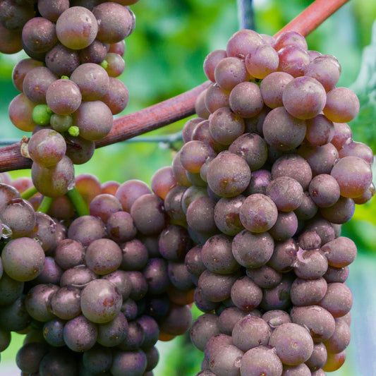 Grape 'Generosa'