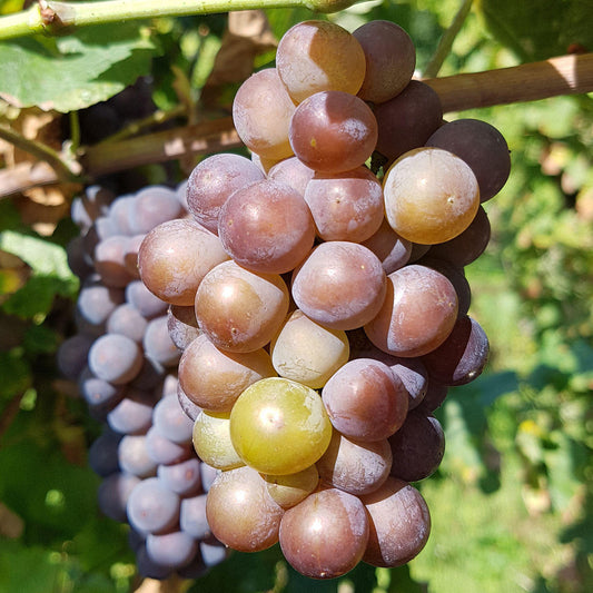 Grape 'Szurkebarat'