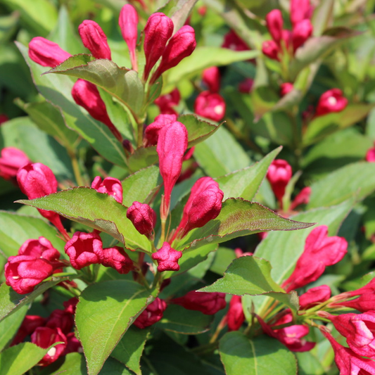 Weigela 'All Summer Red'