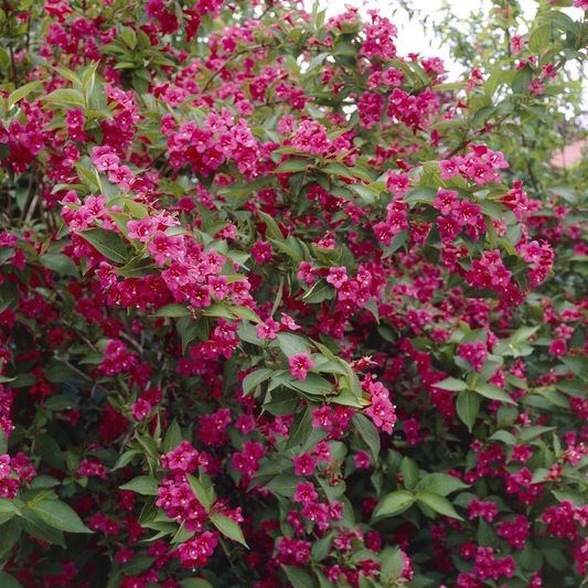 Weigela 'Bristol Ruby'