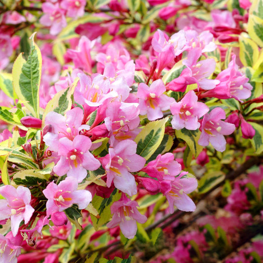 Weigela 'Magical Rainbow'