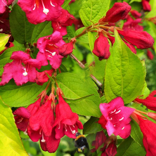 Weigela 'Rubidor'