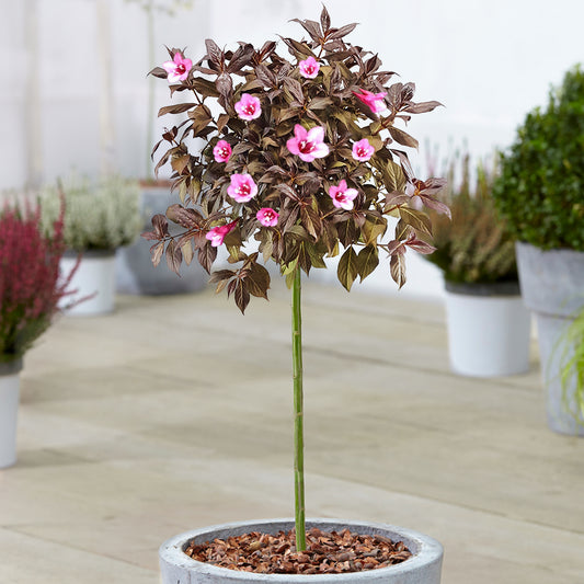 Weigela 'Minor Black' Patio Tree