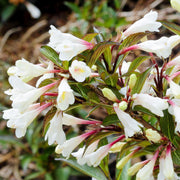 Weigela 'Black and White'