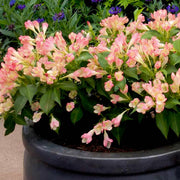 Weigela 'All Summer Peach'