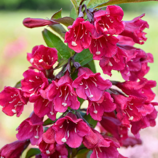 Weigela Towers of Flowers 'Cherry'