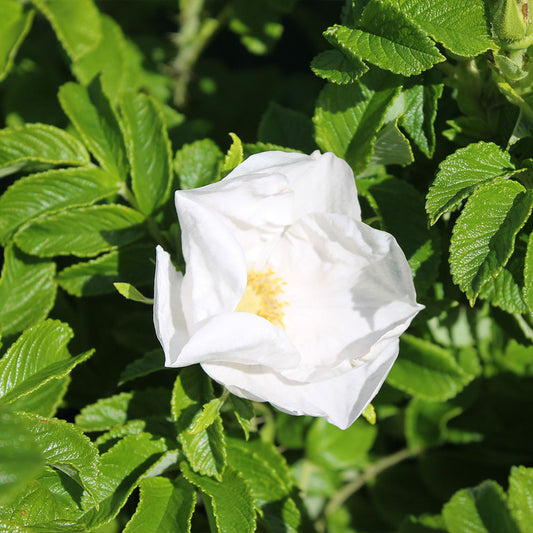 White Ramanus Rose Bare Root Hedge