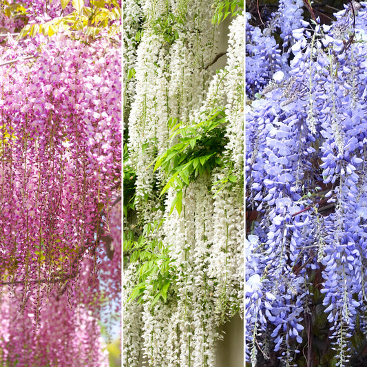 Wisteria Mix