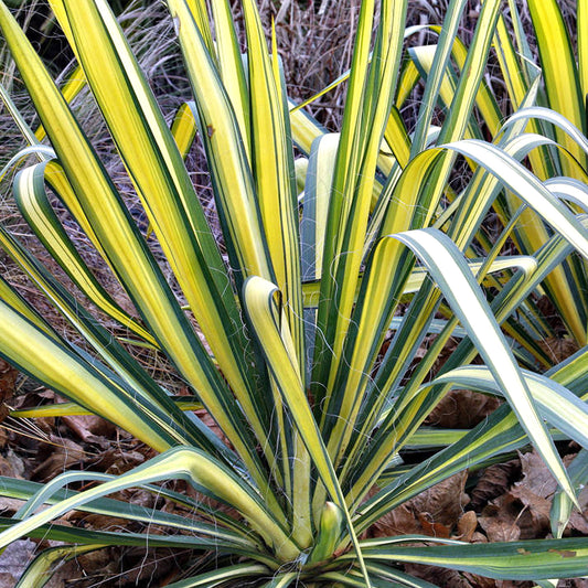 Yucca 'Color Guard'