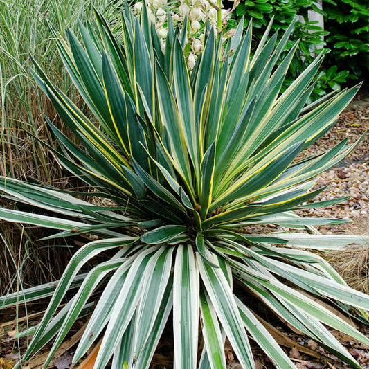 Yucca 'Variegata'