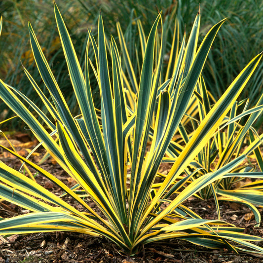 Yucca 'Bright Edge'