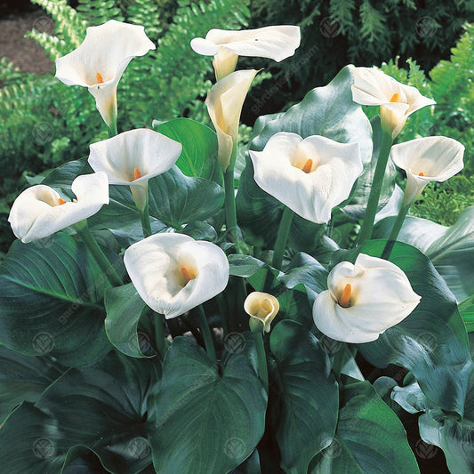 Zantedeschia aethiopica