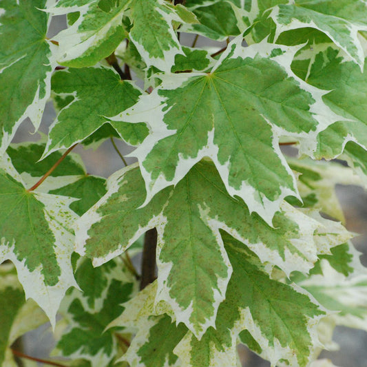 Acer 'Drummondii'