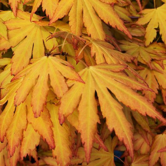 Acer 'Orange Dream'