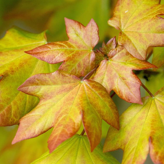 Acer orientalia Tree