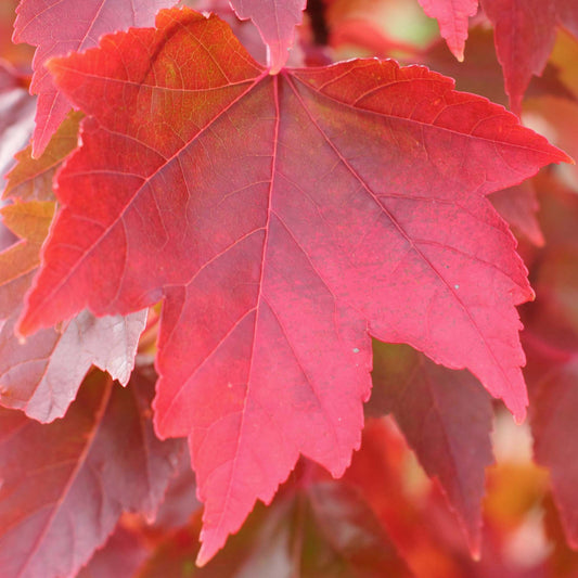 Acer 'Redpointe'