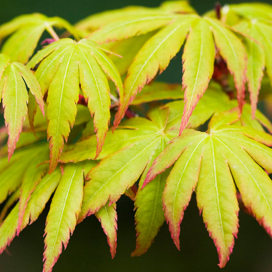 Acer 'Sango-Kaku'