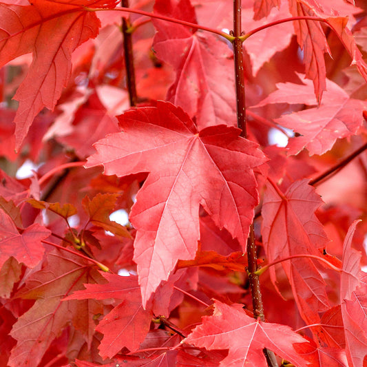 Acer 'Jeffersred'