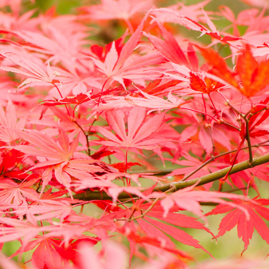 Acer 'Sumi Nagashi'