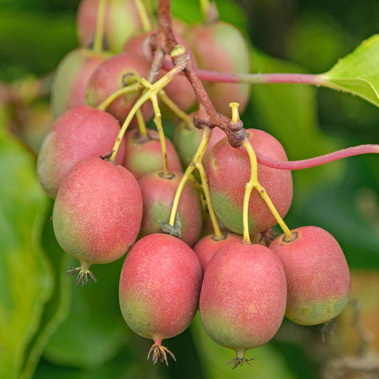 Kiwi 'Ananasnaya'