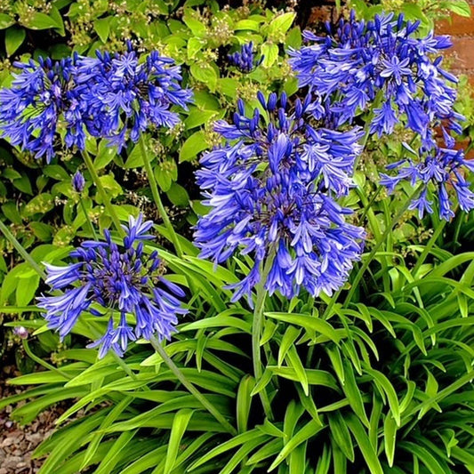 Agapanthus 'Stardust'