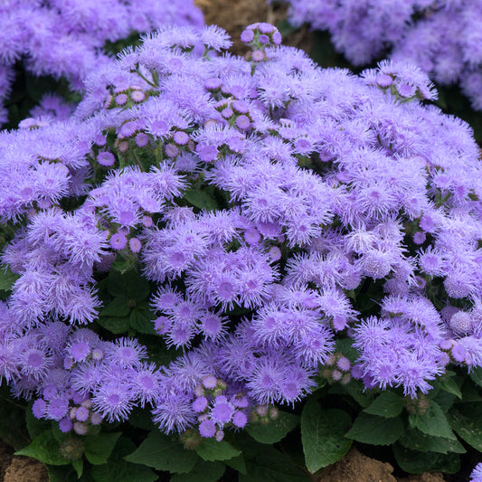 Ageratum F1 Champion Blue Bedding Plants