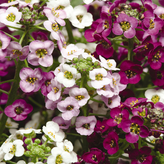 Alyssum Clear Crystal Mixed Bedding Plants