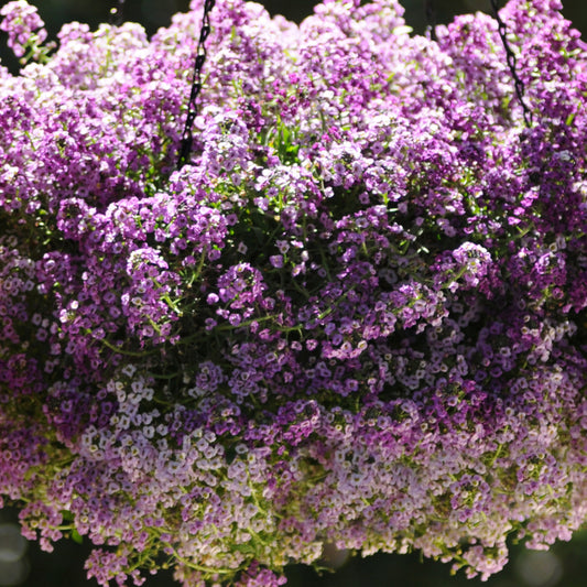 Alyssum Clear Crystal Purple Bedding Plants