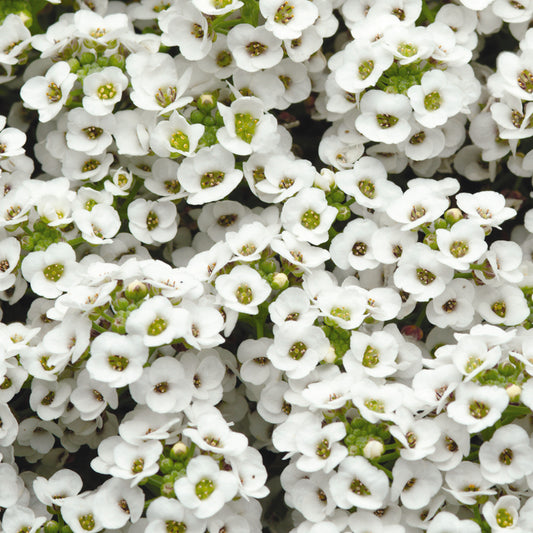 Alyssum Clear Crystal White Bedding Plants