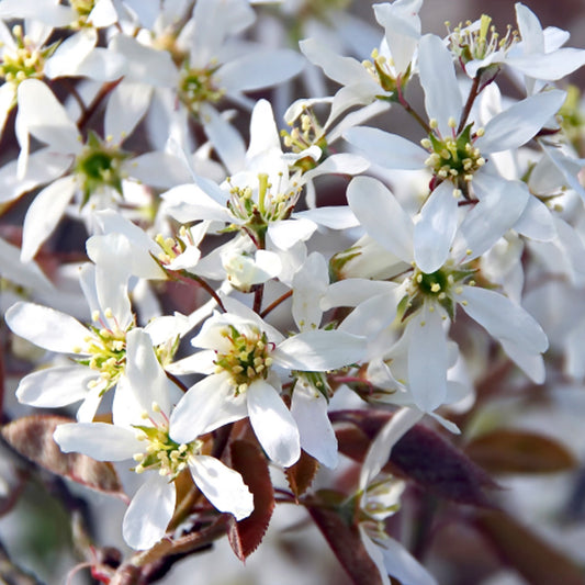 Amelanchier canadensis