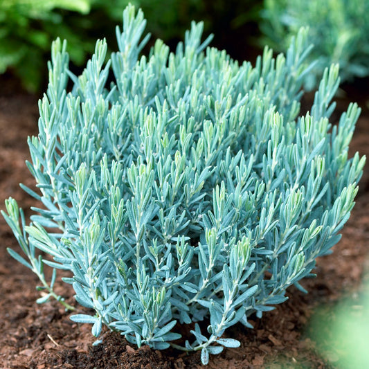 Andromeda polifolia 'Blue Lagoon'