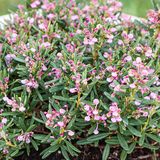 Andromeda polifolia 'Compacta'