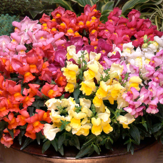 Antirrhinum F1 Appeal Mixed Bedding Plants